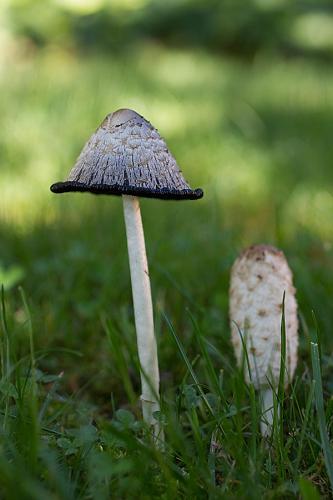 Champignons