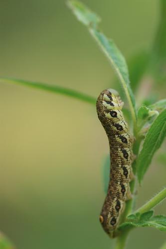 Chenille du sphinx de l'épilobe