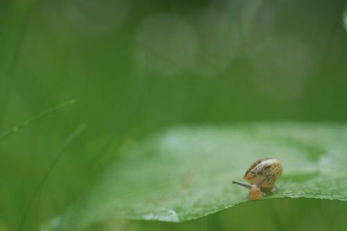 Escargots, etc