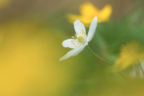 Anémone sylvestre