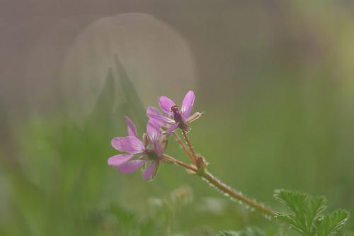 Autres fleurs