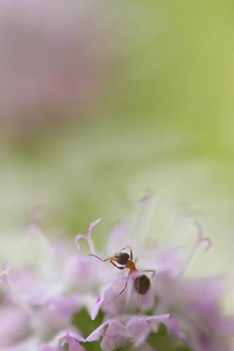 Abeilles, guêpes, fourmis