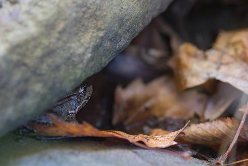 Grenouilles et crapauds