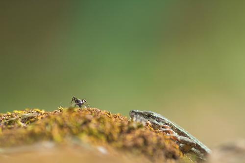 Lézard des murailles