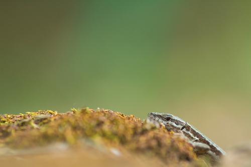 LÃ©zards et orvets