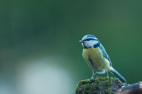 Mésange bleue