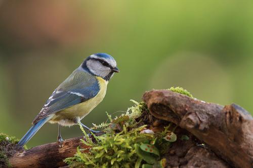 Mésange bleue