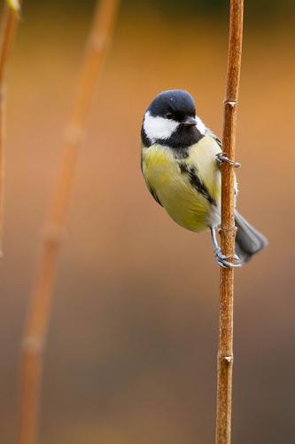 Mésange charbonnière