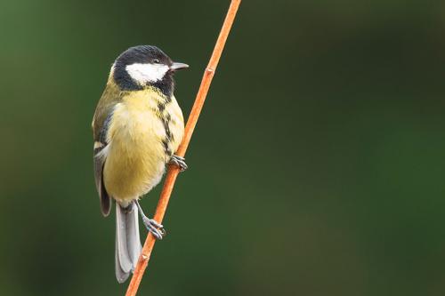 Passereaux