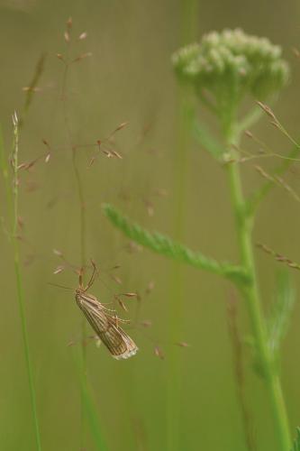 Papillons et chenilles