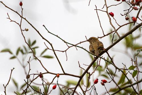 Moineau