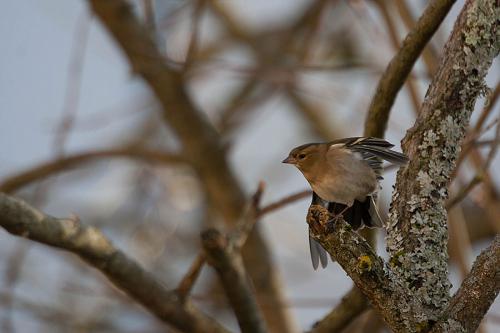 Pinson des arbres