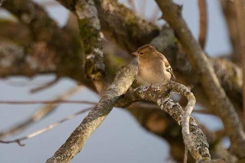 Pinson des arbres
