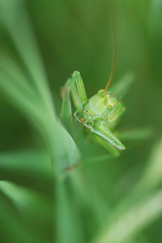 Grande sauterelle verte
