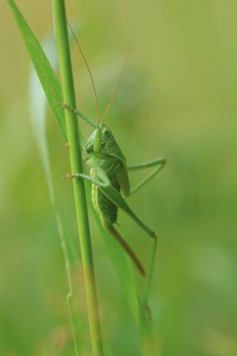 Grande sauterelle verte
